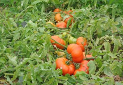 Sürdürülebilir Domates Üretiminde Yeni Dönem: Bilinçli Gübreleme ile Hem Toprak Hem Üretici Kazanıyor Sürdürülebilir Domates Üretiminde Yeni Dönem: Bilinçli Gübreleme ile Hem Toprak Hem Üretici Kazanıyor