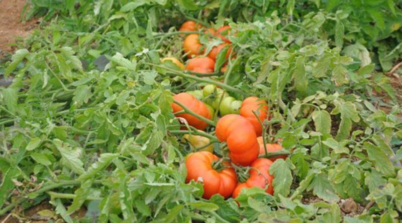 Sürdürülebilir Domates Üretiminde Yeni Dönem: Bilinçli Gübreleme ile Hem Toprak Hem Üretici Kazanıyor