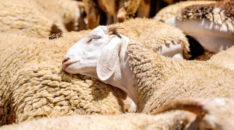 Kırsala Bereket Yağıyor: 150 Bin Küçükbaş Hayvan Desteğiyle Tarım Ekonomisine Can Suyu