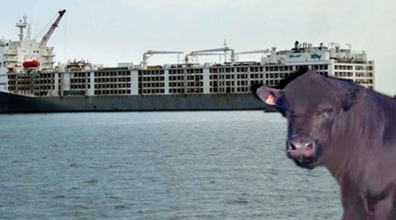 İthal Besilik Hayvan Dağıtımında Kapasite Kriterleri Tartışılıyor: Sektörde Şeffaflık ve Adil Rekabet Vurgusu