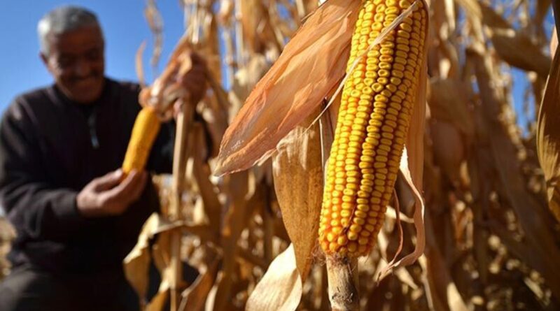 TMO’dan Mısır Piyasasına Stratejik Hamle: Besicinin Yem Yükü Hafifleyecek mi?