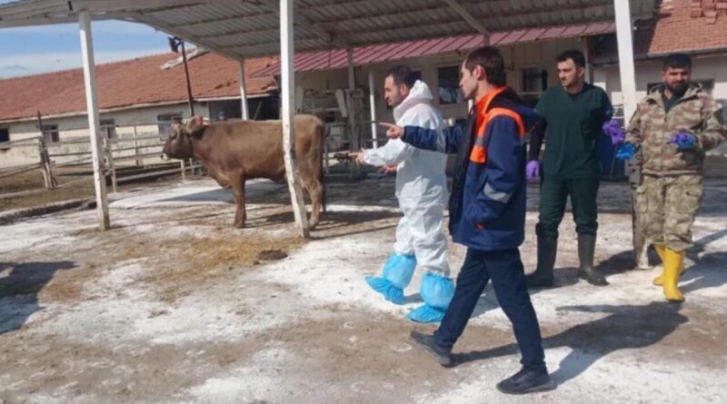 Malatya Sultansuyu TİGEM’de Şap Alarmı: 450 Büyükbaş Karantinada, Süt Sektörü Teyakkuzda