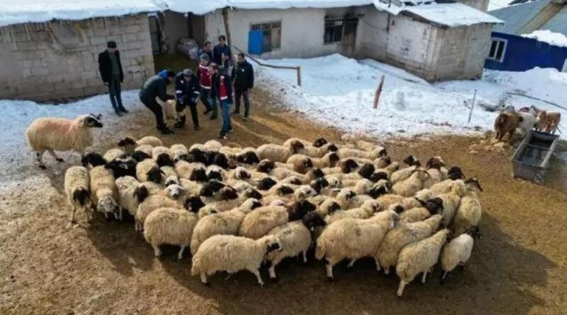 Van’ın Bereketli Meraları Devlet Desteğiyle Yeniden Canlanıyor: Küçükbaş Hayvancılıkta Bölgesel Atılım