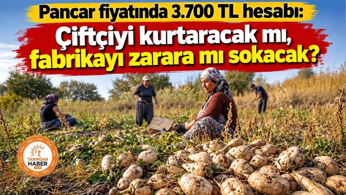Şeker Pancarı Alım Fiyatında Kritik Bekleyiş: Çiftçi ve Sanayi Arasında Zorlu Denge Arayışı