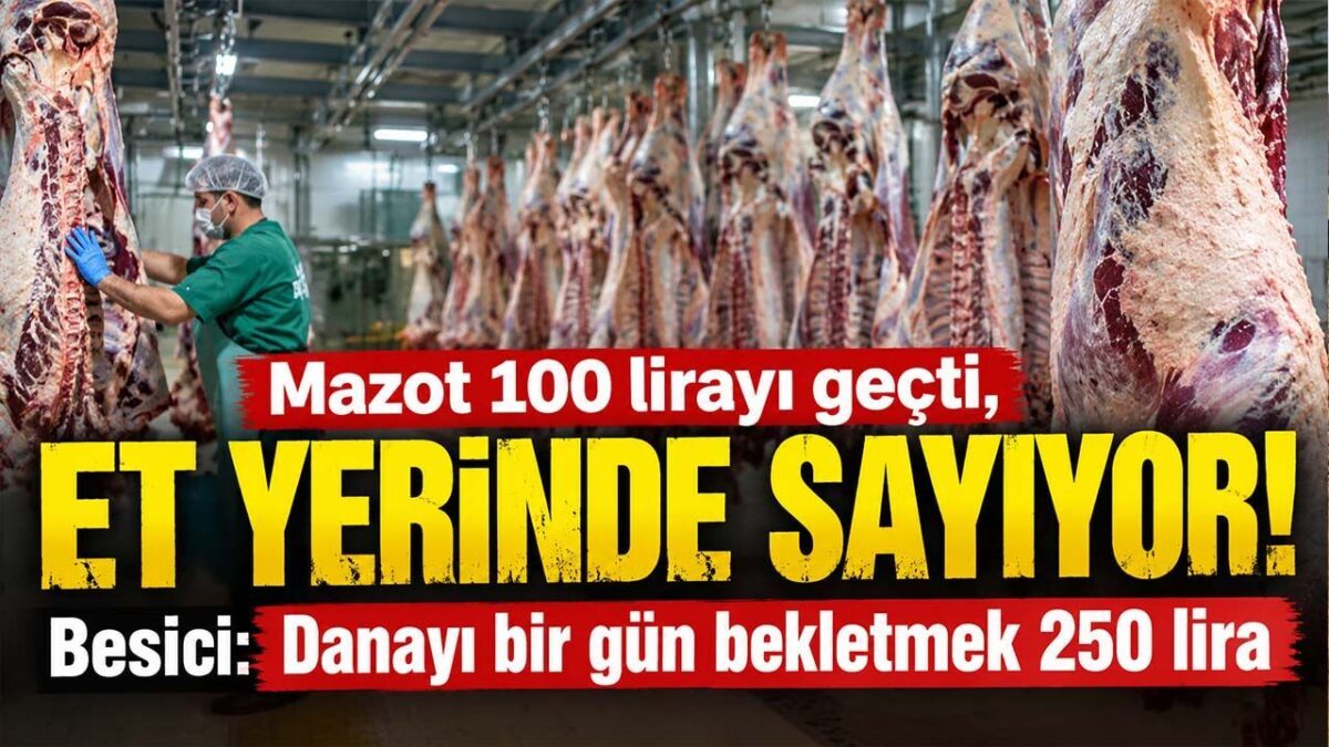 Kırmızı Et Piyasasında Durağanlık Sürerken Besicilerin Maliyet Yükü Artıyor