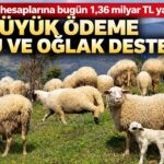 Tarım ve Orman Bakanlığı’ndan Çiftçilere Kapsamlı Destek: Hesaplara 1.36 Milyar TL Aktarılıyor