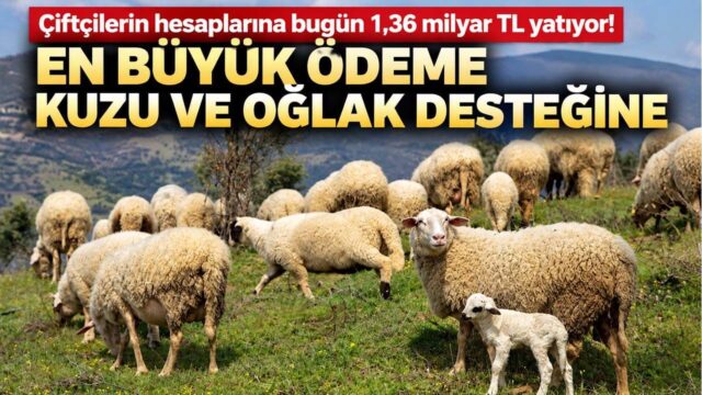Tarım ve Orman Bakanlığı’ndan Çiftçilere Kapsamlı Destek: Hesaplara 1.36 Milyar TL Aktarılıyor