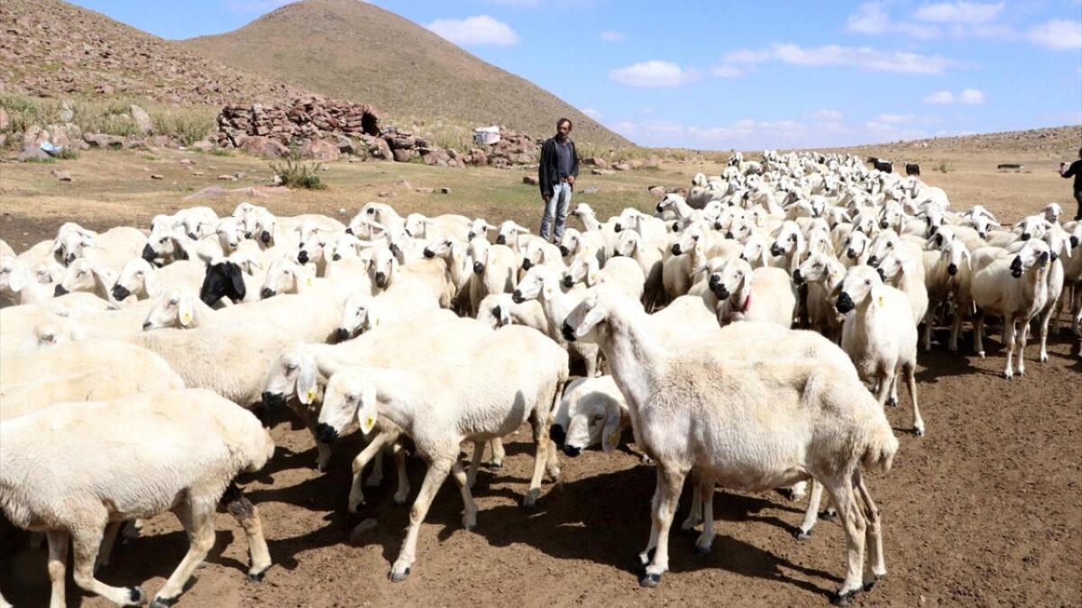 Türkiye, Avrupa’da Hayvan Varlığı Liderliğini Sürdürüyor