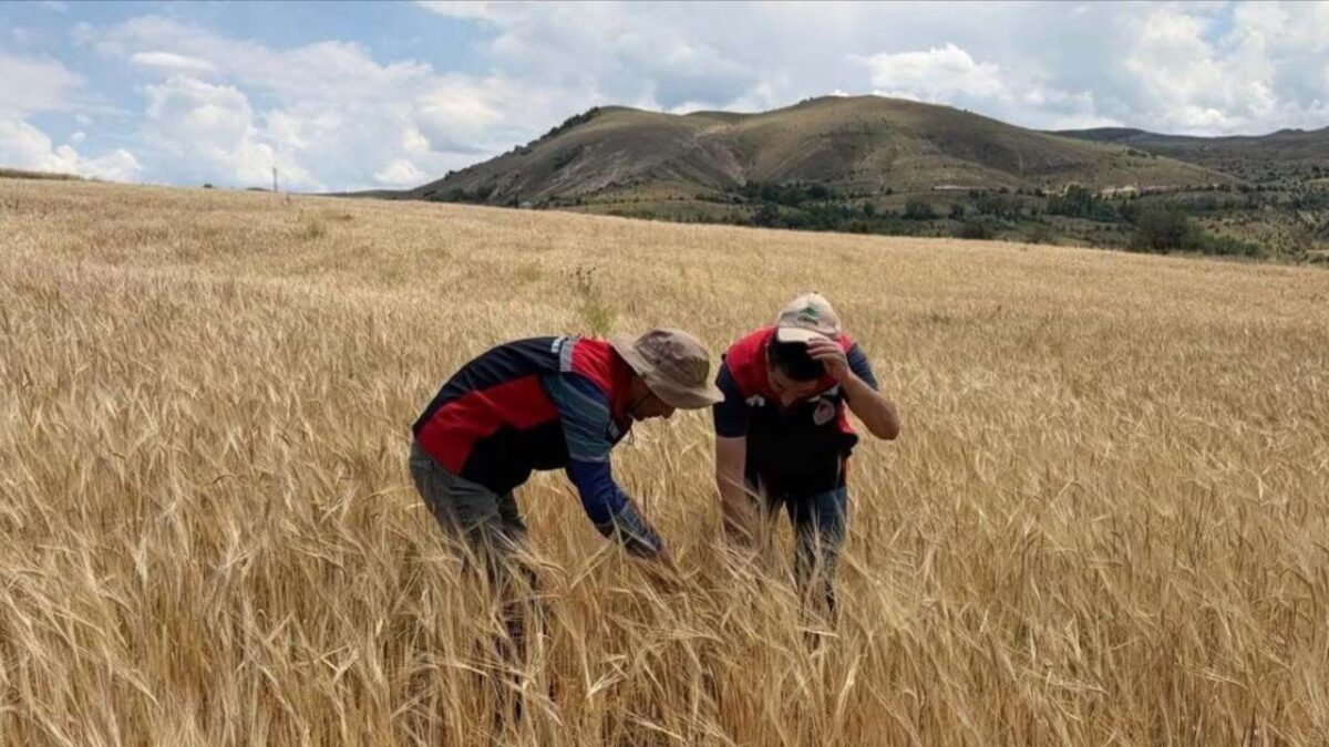 Sivas’ta 2027 Havza Bazlı Tarım Destekleri: İlçelere Göre Ürün Desenleri Belirlendi