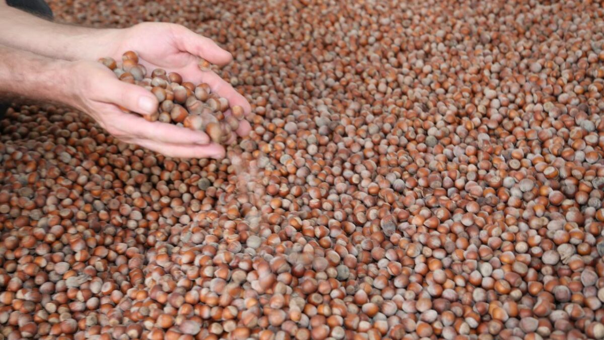 Ticaret Bakanlığı’ndan Fındık Piyasasına Kapsamlı Denetim Başlatıldı