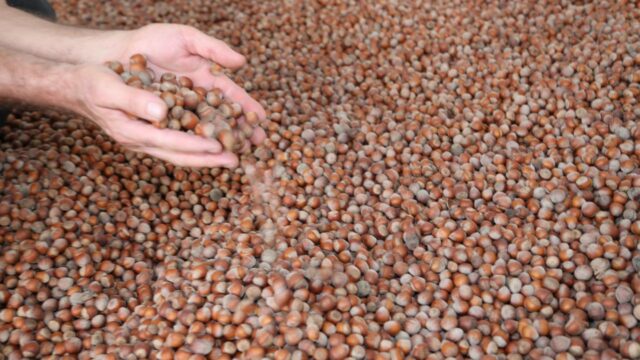Ticaret Bakanlığı’ndan Fındık Piyasasına Kapsamlı Denetim Başlatıldı