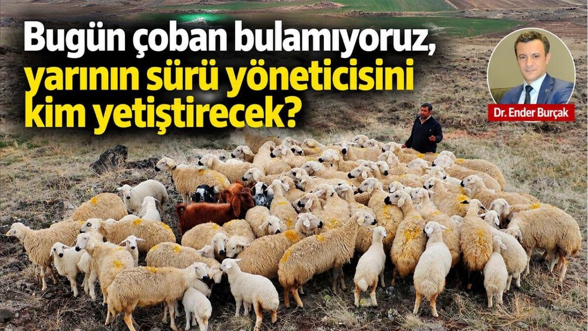 Küçükbaş Hayvancılıkta Sürü Yöneticisi İhtiyacı: Kalıcı Çözümler ve Mesleki Dönüşüm