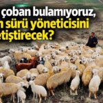 Küçükbaş Hayvancılıkta Sürü Yöneticisi İhtiyacı: Kalıcı Çözümler ve Mesleki Dönüşüm