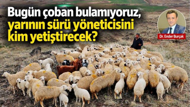 Küçükbaş Hayvancılıkta Sürü Yöneticisi İhtiyacı: Kalıcı Çözümler ve Mesleki Dönüşüm