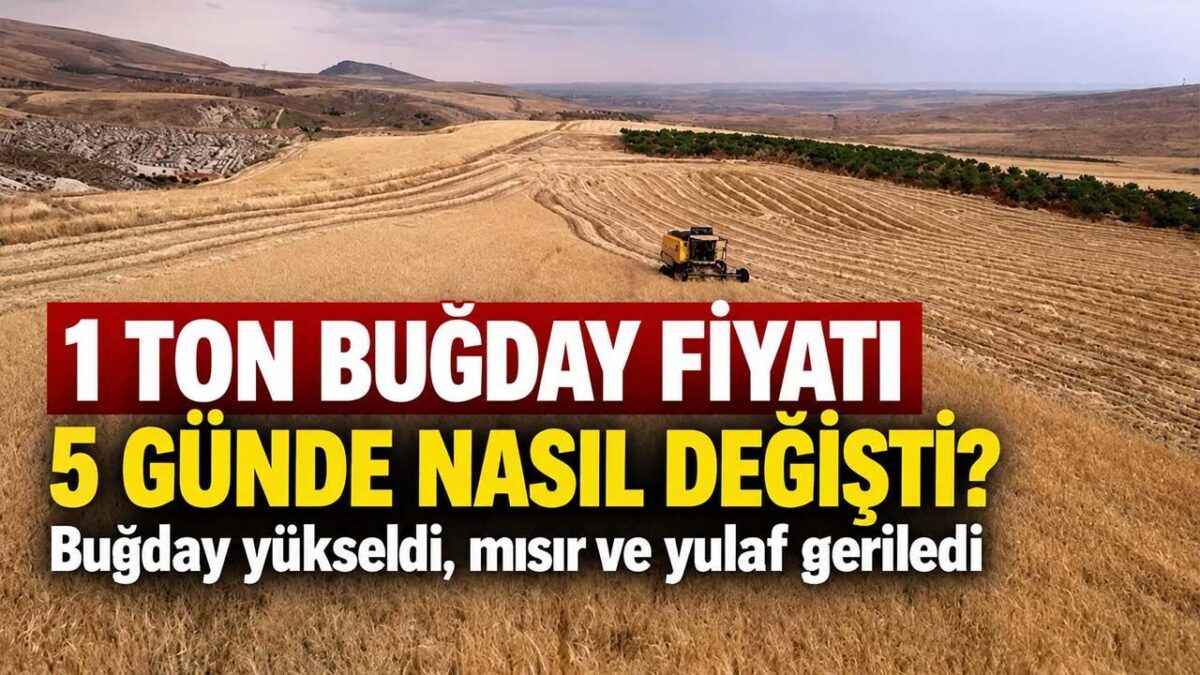 14-18 Eylül Hububat Piyasası Analizi: Buğday Fiyatları Yükselirken, Yulaf Dalgalı Seyretti