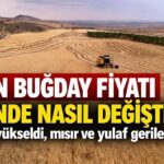 14-18 Eylül Hububat Piyasası Analizi: Buğday Fiyatları Yükselirken, Yulaf Dalgalı Seyretti